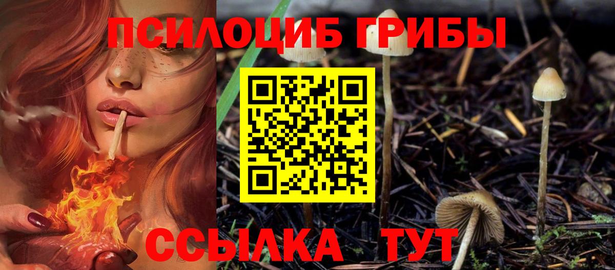 Галлюциногенные грибы Psilocybine cubensis Шадринск